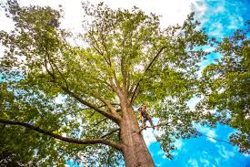 Best Tree Removal  in USA