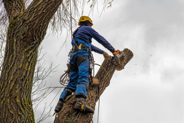 Best Tree Mulching  in USA